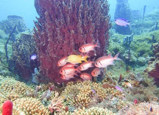 Tropicalsub Diving