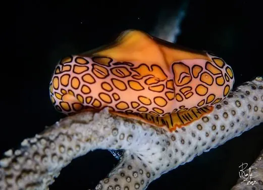 Coco Diving Center