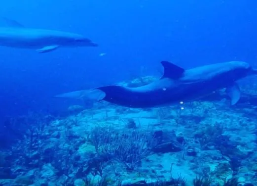 Admiralty Dive Center