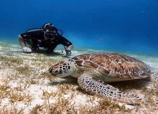 Aqua Marine Dive Shop