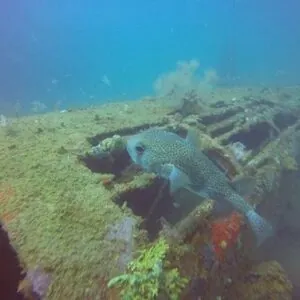 Scuba Panama