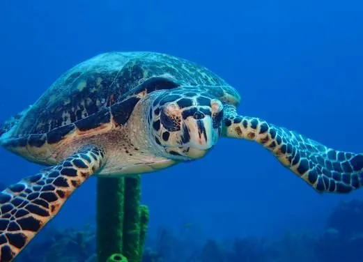 Indigo Divers Grand Cayman