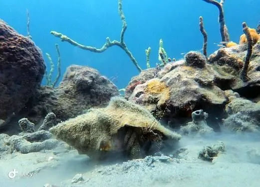 La Buga Dive Center and Surf School