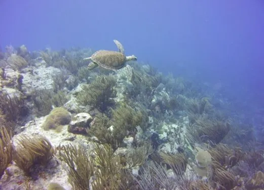 Scuba Fun Diver Center