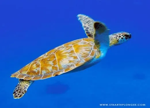 St. Barth Plongee - Birdy Dive Center