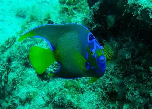 Antigua Scuba School