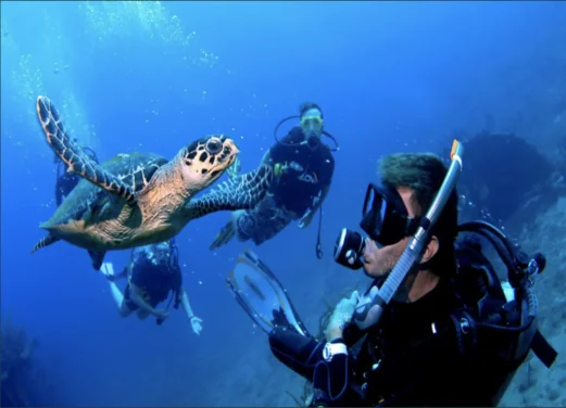Sail Caribbean Divers