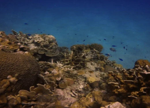 Resort Divers