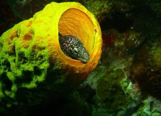 Iyanola Dive Ventures