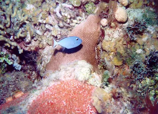 Jamaica Suba Divers LTD