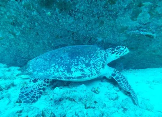 Native Spirit Scuba