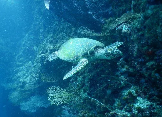 Poseidon Dive Center