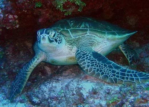 ScubaLibre Varadero