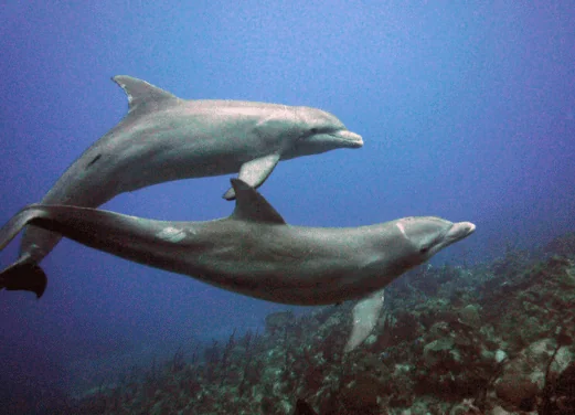 Dream Team Divers