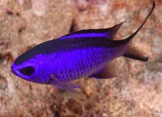 Tropicalsub Diving