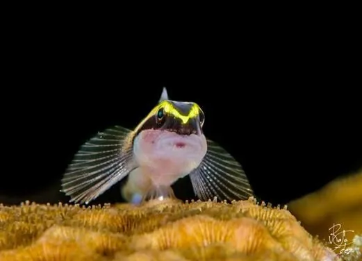 Coco Diving Center
