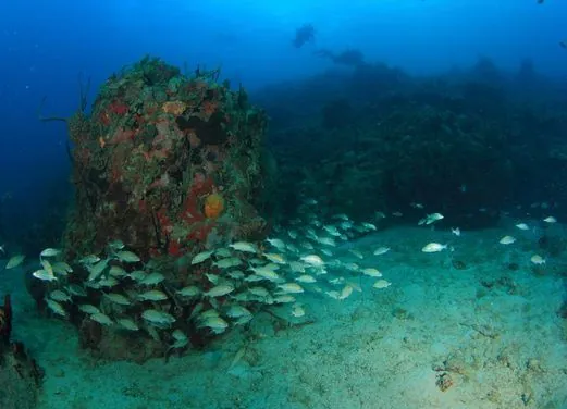 Scuba Safaris