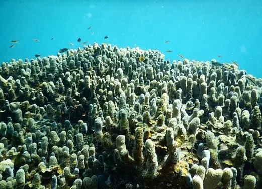 Sea Ventures Pro Dive Centers