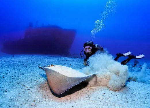 Stuart Cove’s Dive Bahamas