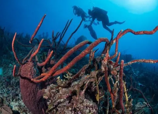 Eco Dive Barbados