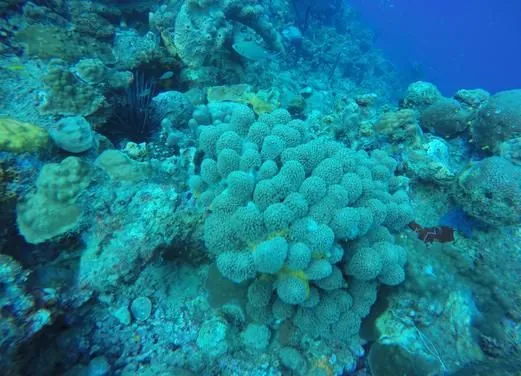 Action Adventure Divers