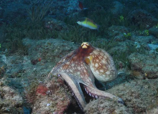 Montserrat Island Dive Centre