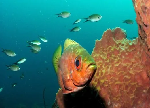 Sainte Luce Kawan Plongee