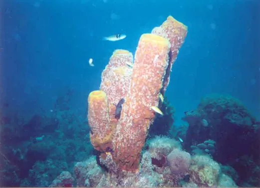 Jamaica Suba Divers LTD