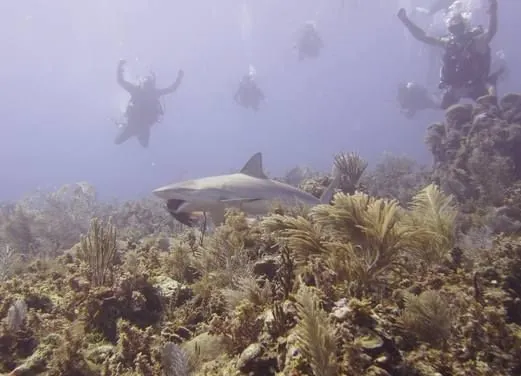 Dolphin Dive