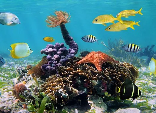 Scuba Shack
