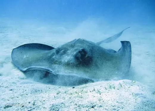 Barbados Blue Water Sports