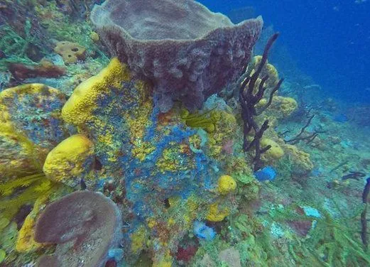 Scuba Steve's Diving