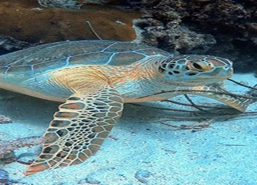 Sea Ventures Pro Dive Centers