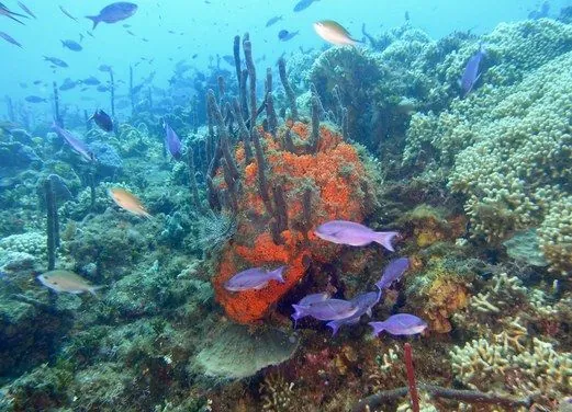 Tropicalsub Diving