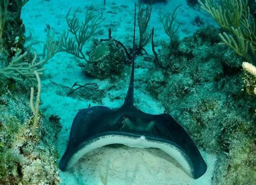 Coco Diving Center
