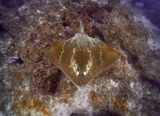 Tofo Scuba