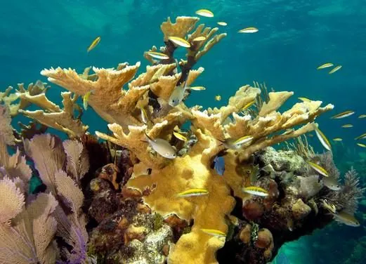 Stuart Cove’s Dive Bahamas