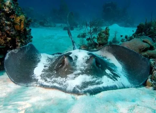 Stuart Cove’s Dive Bahamas