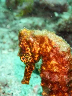 Poseidon Dive Center