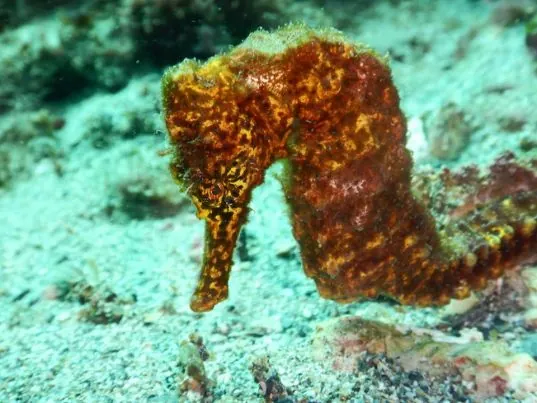 Poseidon Dive Center