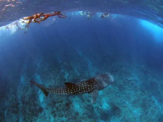 Dhigurah Divers