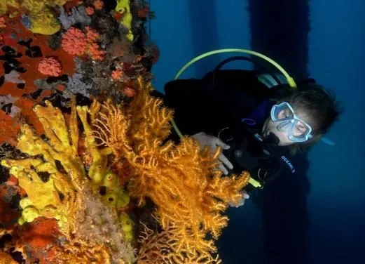 Indigo Dive