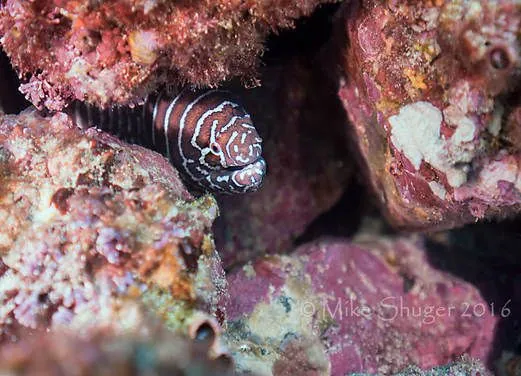 Scuba Dive Costa Rica