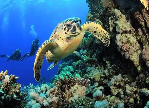Aquarius Dive Club