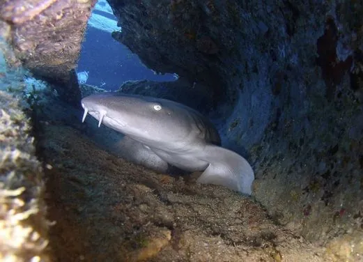 Serial Divers