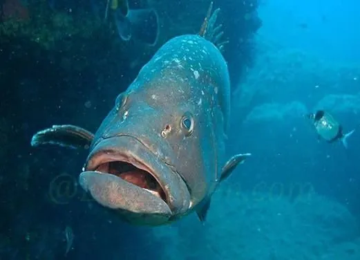 St. Barth Plongee - Birdy Dive Center