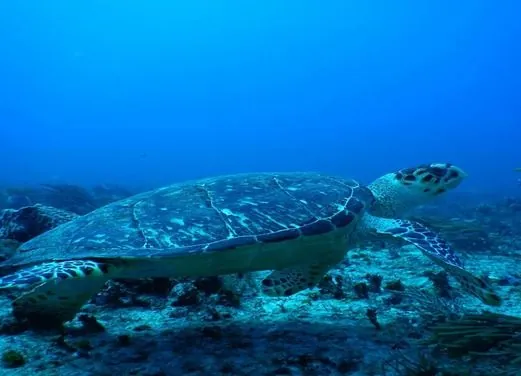 Dive Shop Mexico
