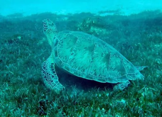 Antigua Scuba School