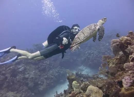Dolphin Dive