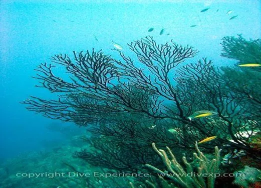 Dive Experience